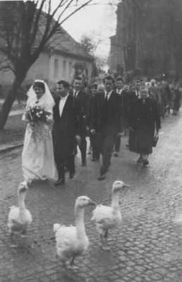 Ślub państwa Ciupke. Lata 60.XXw. Młodzi id przez centrum Pilchowic.
Ruch uliczny w tamtych czasach był na tyle mały,że gęsi pasły sie swobodnie w centrum wsi , na głównej ulicy.
