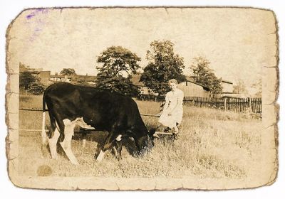 Na pastwisku
Wypasanie krów na łące miedzy obecną szkołą a Rynkiem. Lata 20/30 XXw. Zdjęcie z albumu pani Joanny Oleksza.
